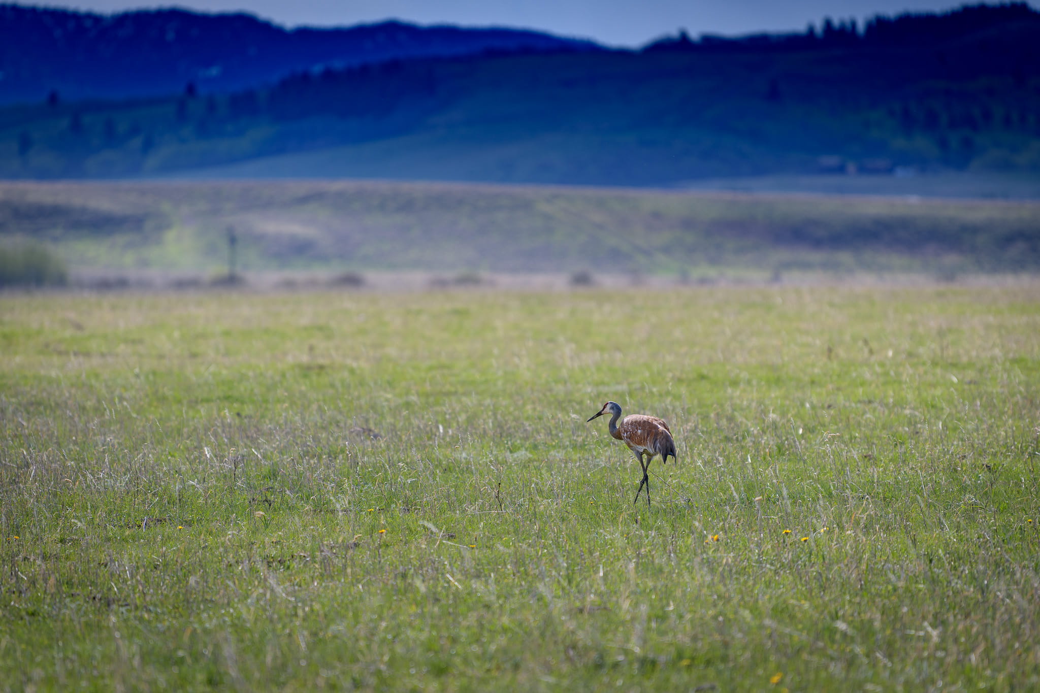 Wildlife in the Henrys Fork Watershed