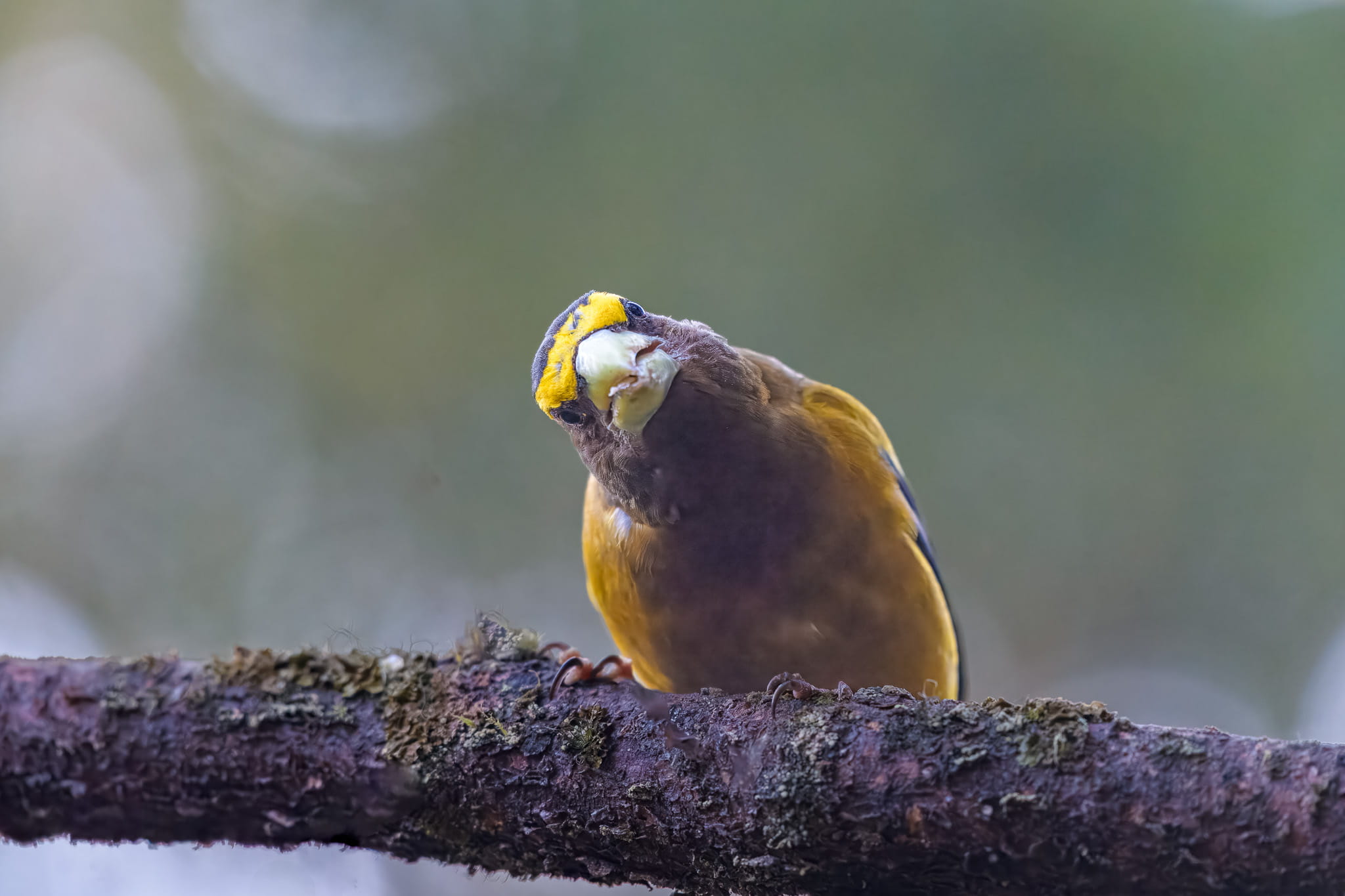 Wildlife of the Henrys Fork