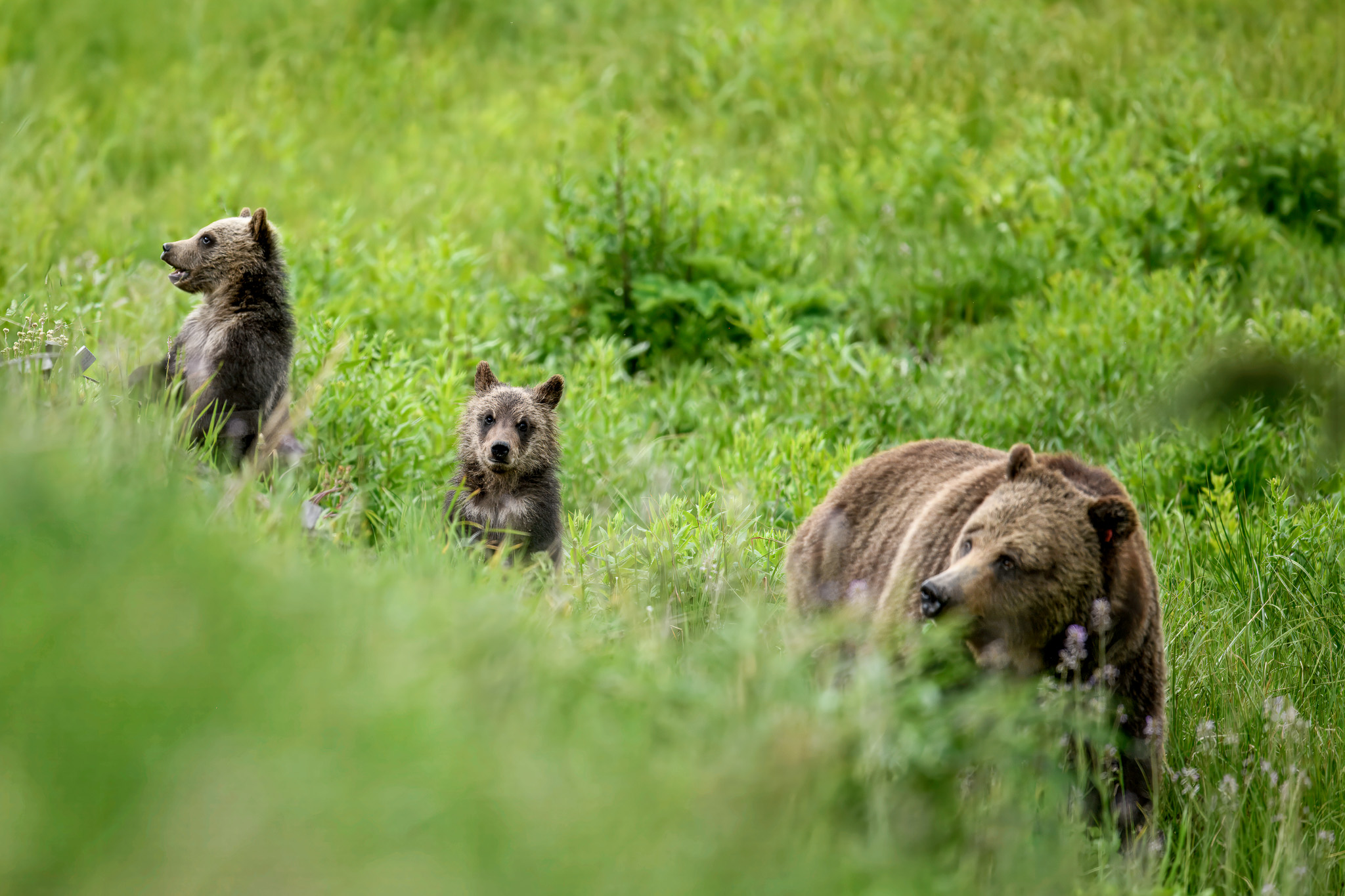 Bears in Island Park