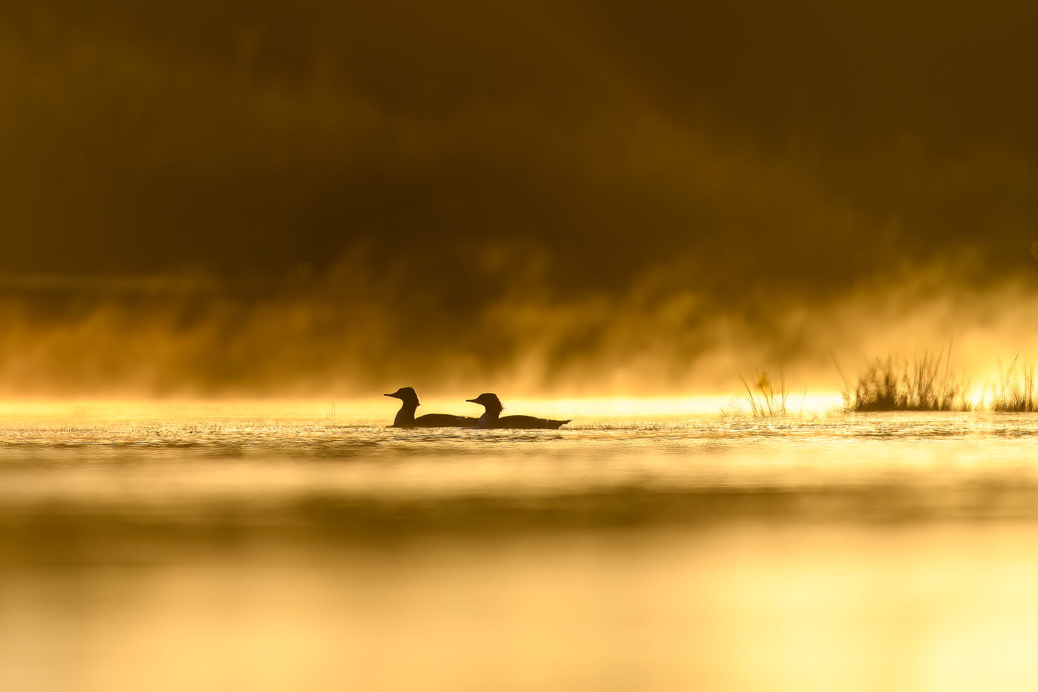 Henrys Fork community