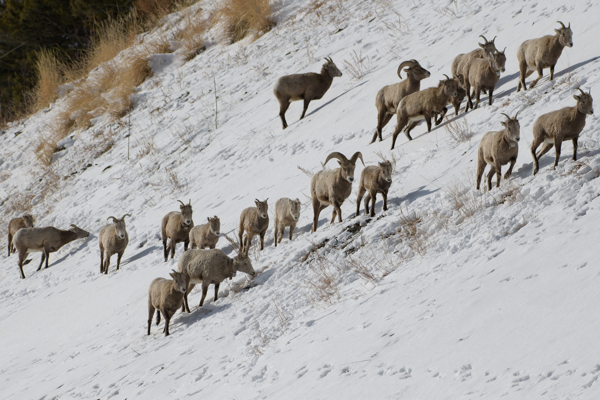 Wildlife in the Henrys Fork Watershed