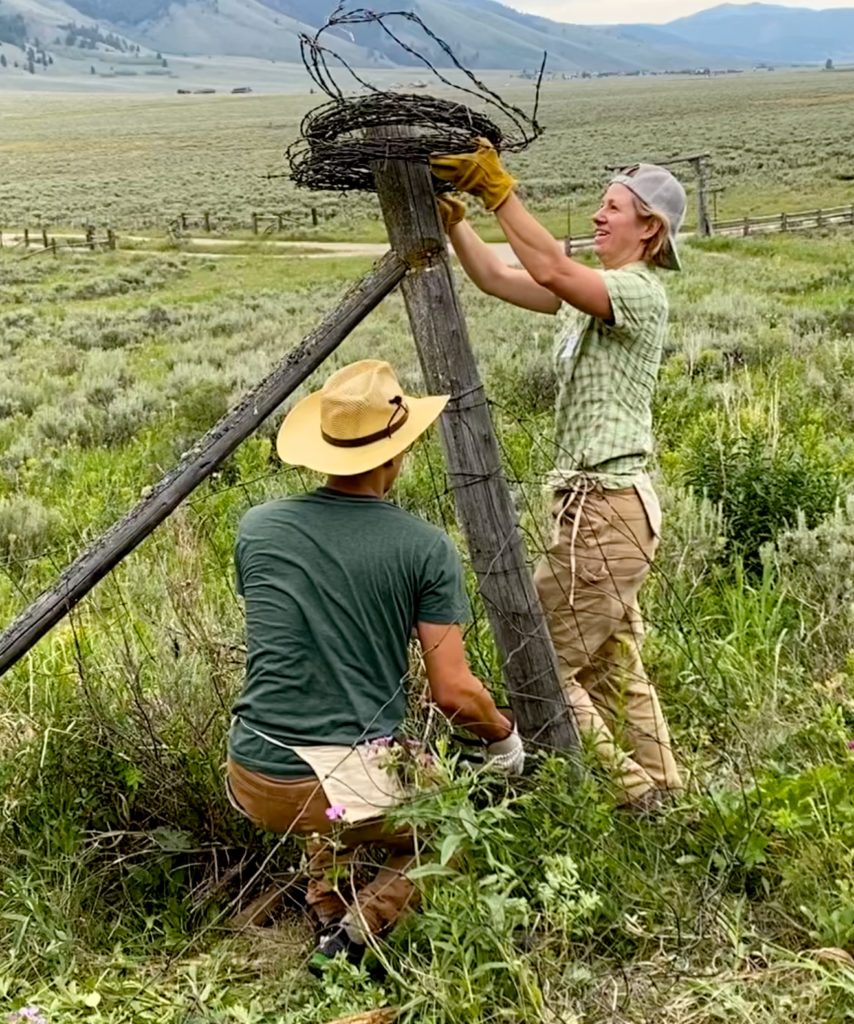 Two people removing barbed wire from a fence